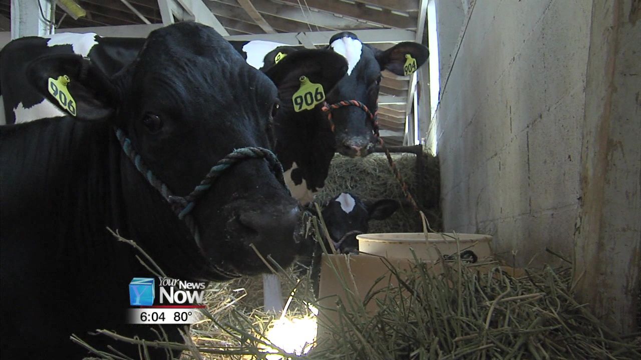 Tough competition of little concern to Mercer County Junior Fair members 1.jpg